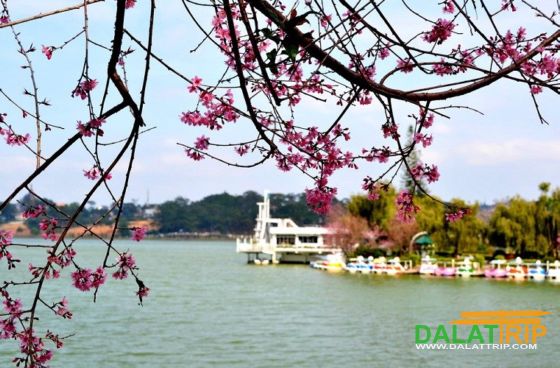 Xuan Huong lake with cherry blossom