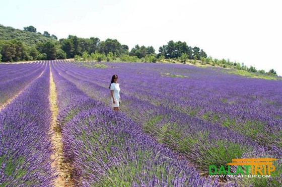 Lavender field in Dalat