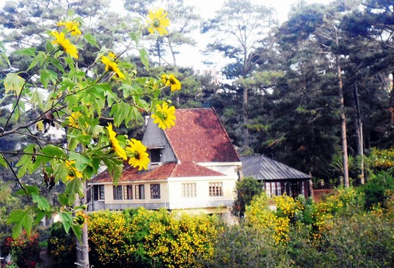 Hoa vàng hiếm hoi giữa biệt thự rừng thông xa trung tâm phố Đà Lạt