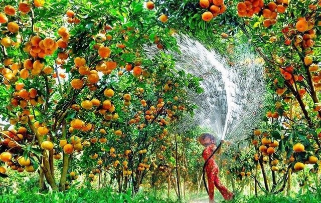 Watering fruit plants