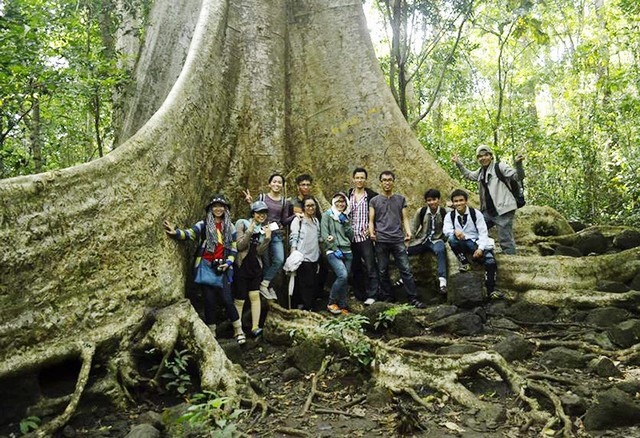 A giant tree in Cat Tien National Park