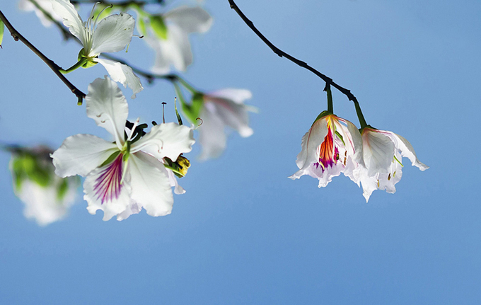 bauhinia variegata flower