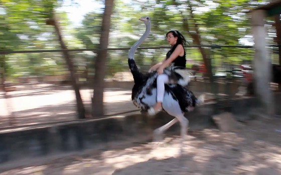 Ostrich riding in Dalat