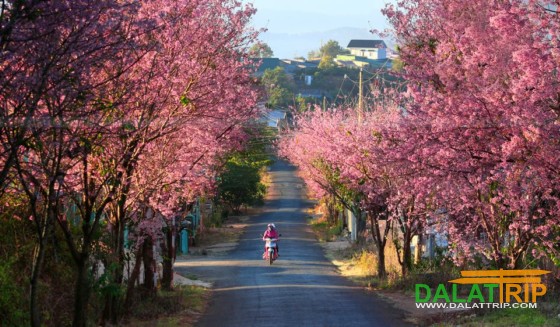 a street with cherry blossoms