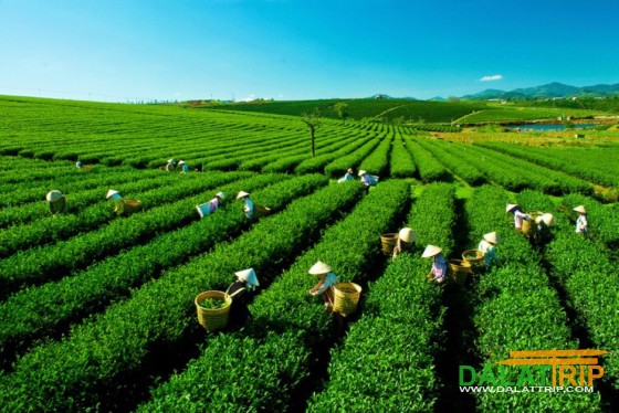 tea plantation in Dalat