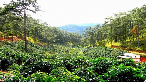 Arabica coffee plantations on the route of Dalat - Phan Rang
