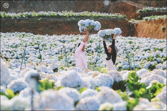 Garden hydrangeas combined on the route of Dalat - Nha Trang