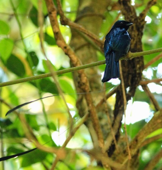 Lesser Racket-tailed Drongo