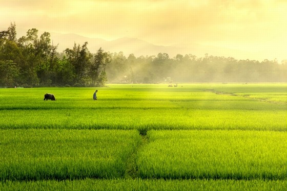 Rice fields on the way Dalat - Nha Trang