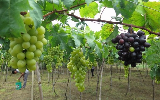 vineyards in Phan Rang