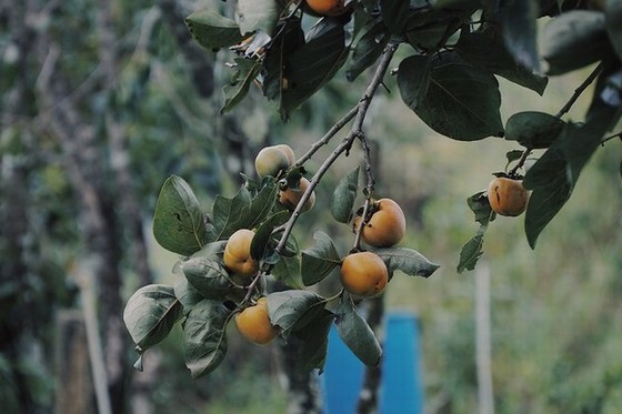 Crunchy persimmon is preferred by many tourists